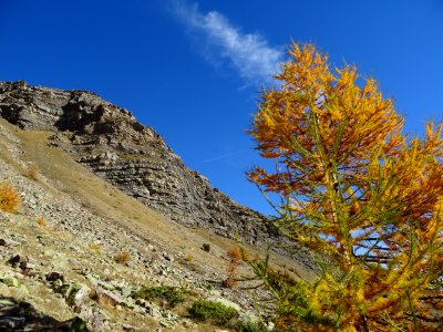Mélèzes ... entre le vert, le jaune et l'orange 