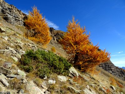 Mélèzes et génévrier rampant 