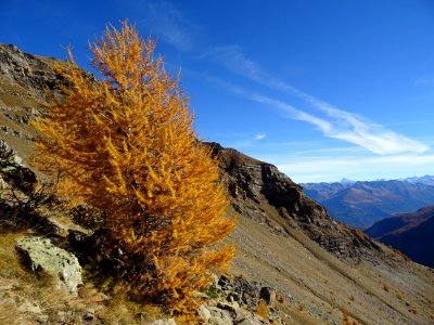 Mon beau mélèze, on en mangerait ... 