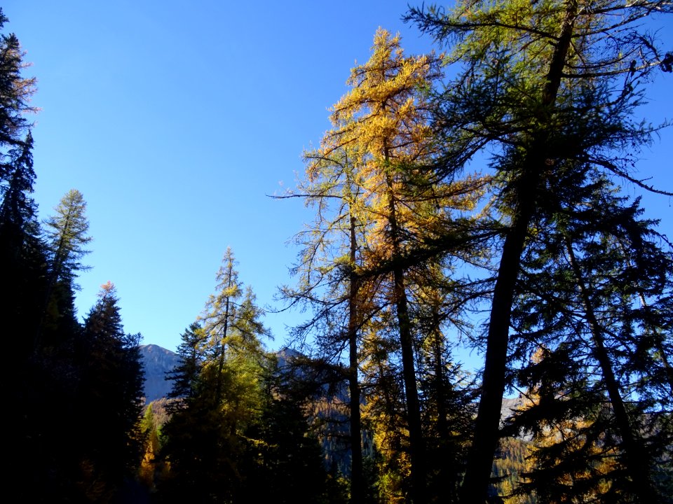 Mélèzes à l'assaut du ciel des Hautes-Alpes 