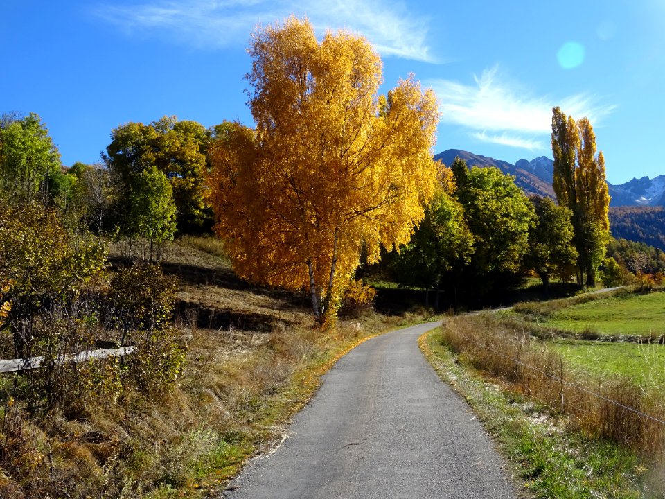Route de La Montagne vers Les Gendres, un beau bouleau ...… 
