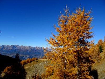 Des mélèzes oranges dans le ciel bleu des Hautes-Alpes 