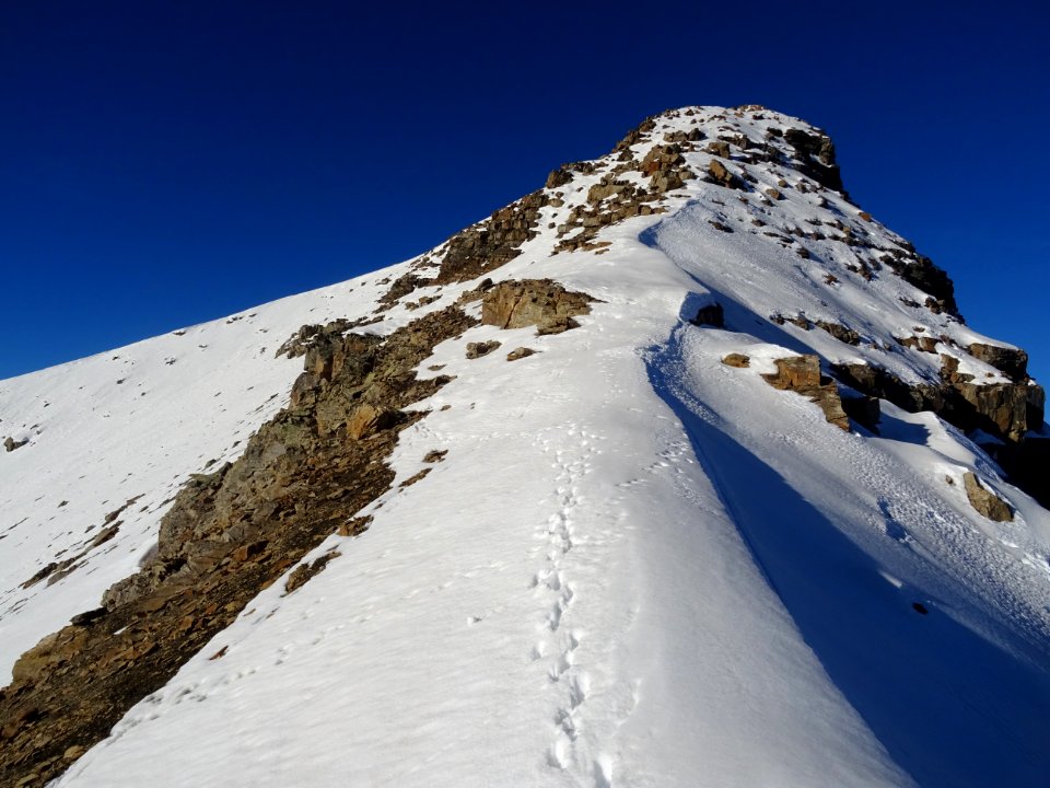 Sur l'arête enneigée ... de nombreuses traces de chamoix .… 