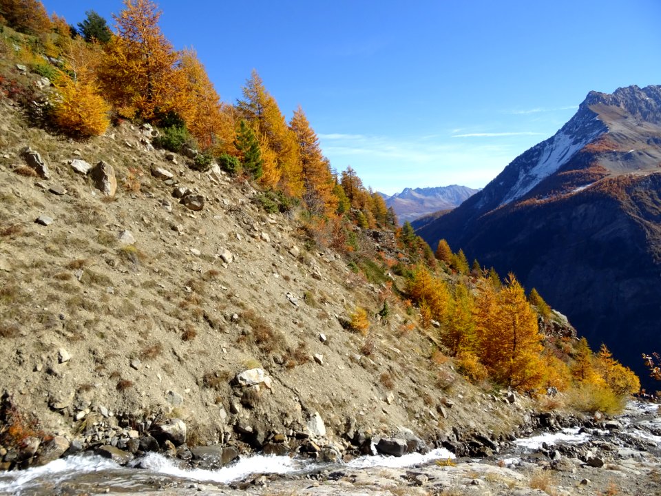Torrent et mélèzes 