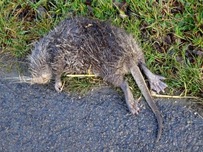Un ragondin percuté par une voiture, Myocastor Coypus Moli… 