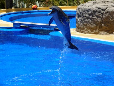 Water park stunts show