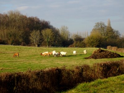 Vaches au pré, entre Sully et Escame, Oise 