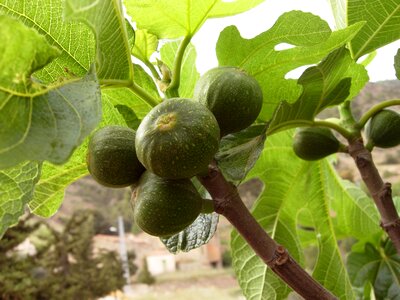 Fig tree nature branch