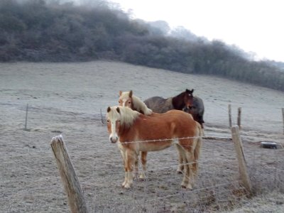 Des chevaux au lieu-dit Fond de Gueulancourt, avant Puis… 