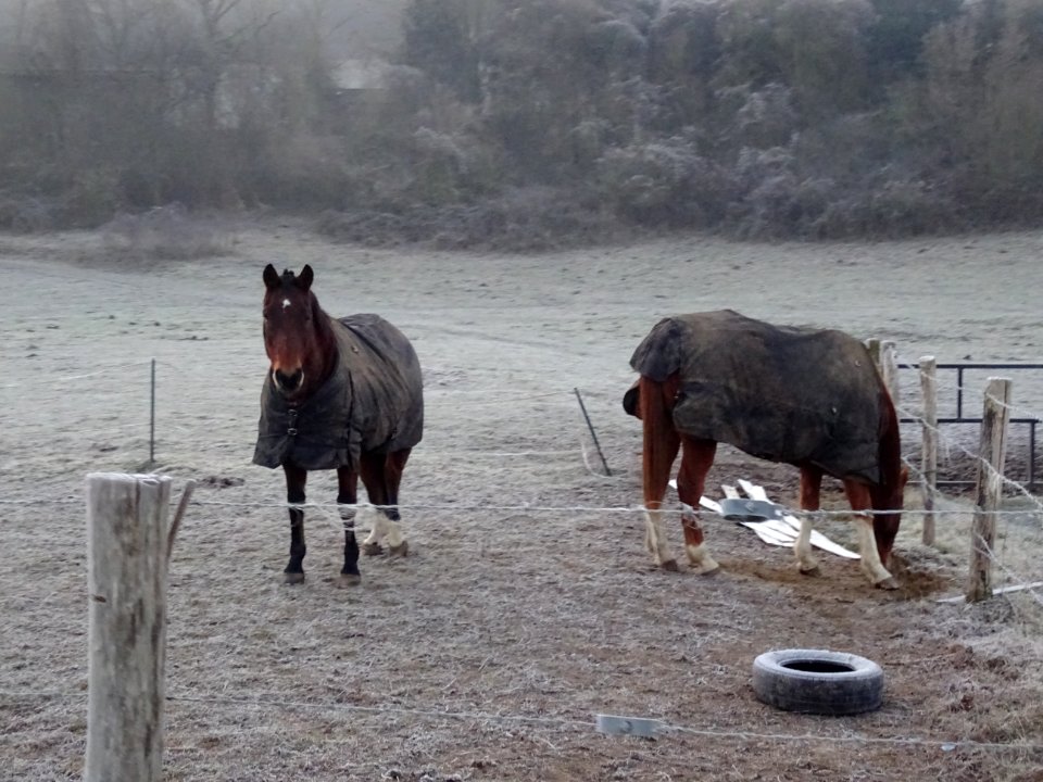 Des chevaux avec des manteaux, au lieu-dit Fond de Gueula… | Flickr