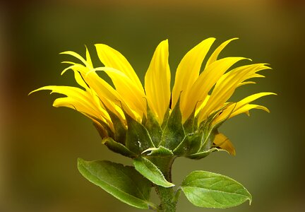 Yellow late summer yellow flower