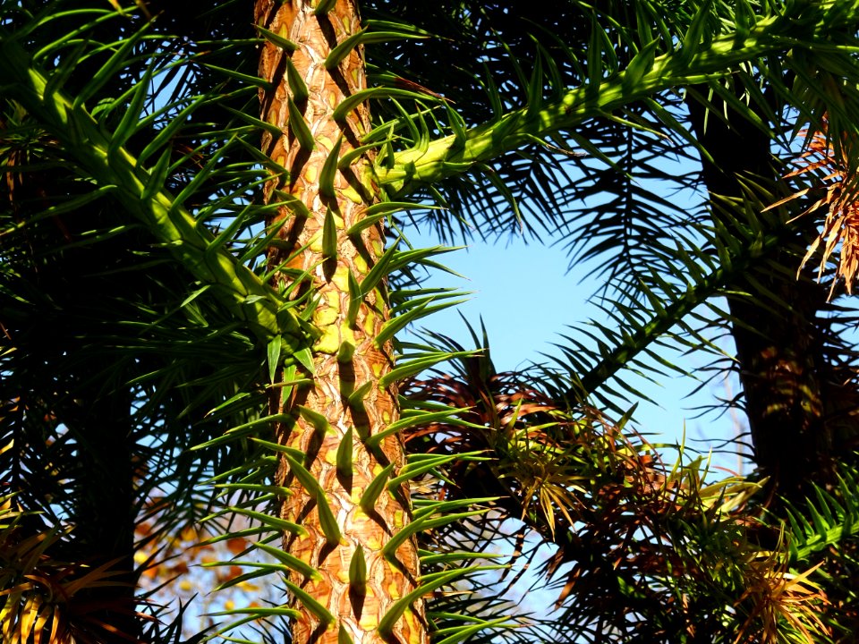 Araucaria 