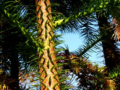 Araucaria 
