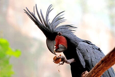 Plumage zoo color