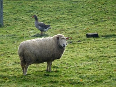 Un mouton et une oie 