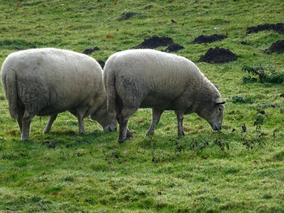Deux gros moutons à l'imposante toison laineuse ... 