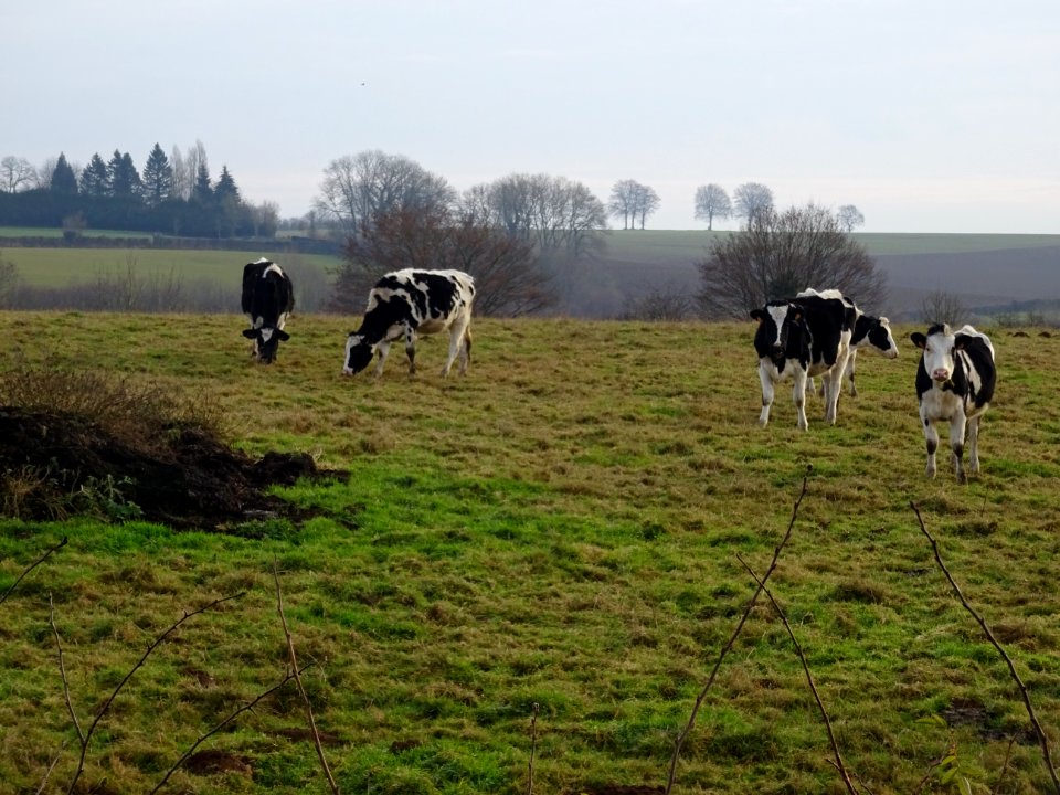 Ca va les vaches ? Ca rumine déjà de bon matin ! 