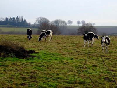 Ca va les vaches ? Ca rumine déjà de bon matin ! 