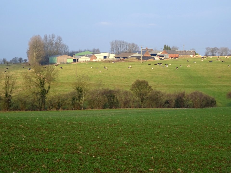 Ferme et troupeaux de vaches, vers le Thil-Riberpré, un pe… 