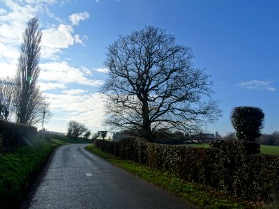 Dans la montée vers Gerberoy, un peuplier et un beau chêne… 
