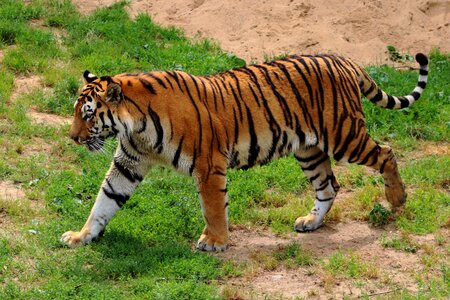 Predator big cat carnivores photo