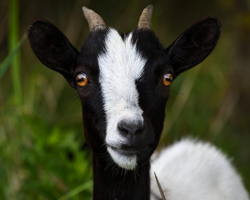 Look portrait head