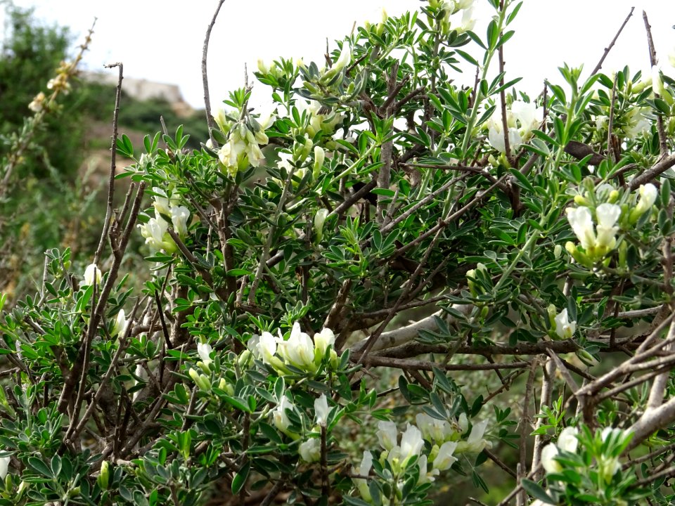 Genêt blanc, Retama monosperma, Fabacées 
