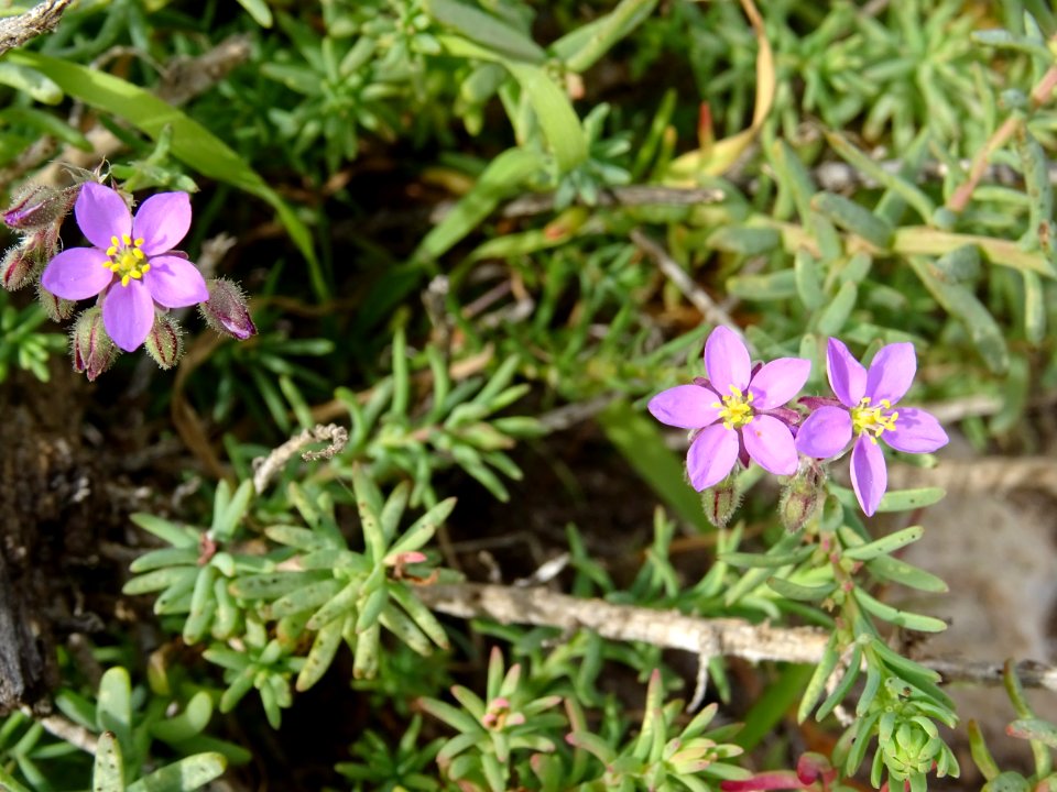 Spergulaire des rochers, Spergula rupicola, Caryophyllacée… 