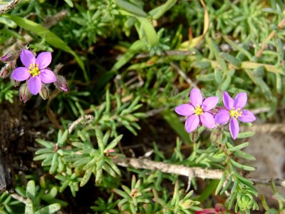Spergulaire des rochers, Spergula rupicola, Caryophyllacée… 