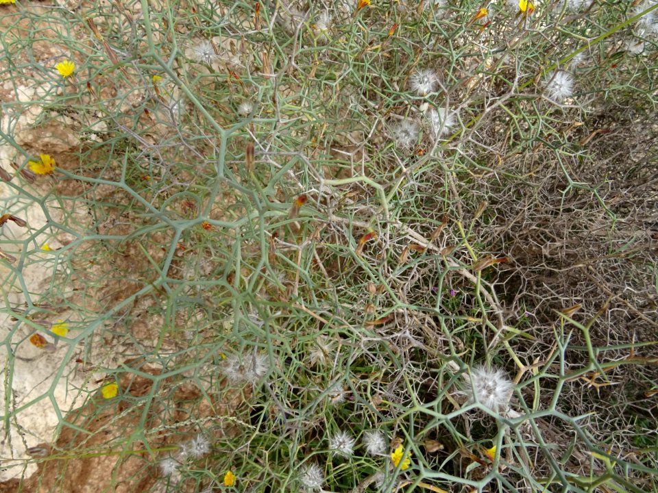Launée arborescente, Launaea arborescens, Astéracées 
