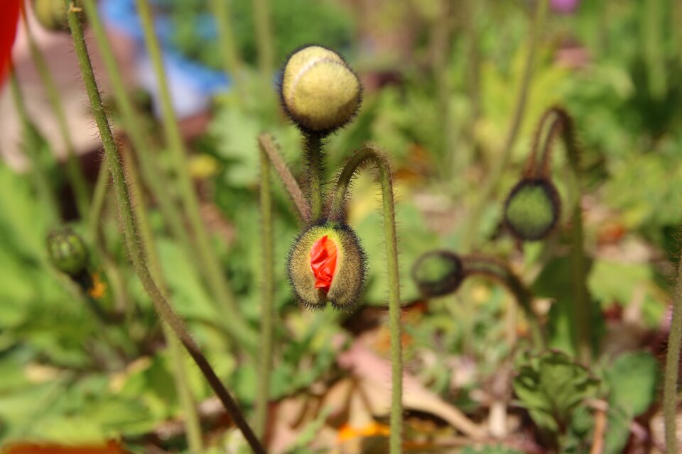 Nature plants flowers