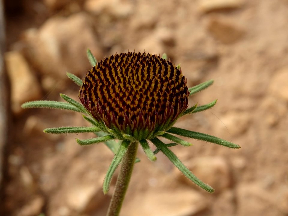 Anacyclus monanthos subsp. cyrtolepidioides, Astéracées 