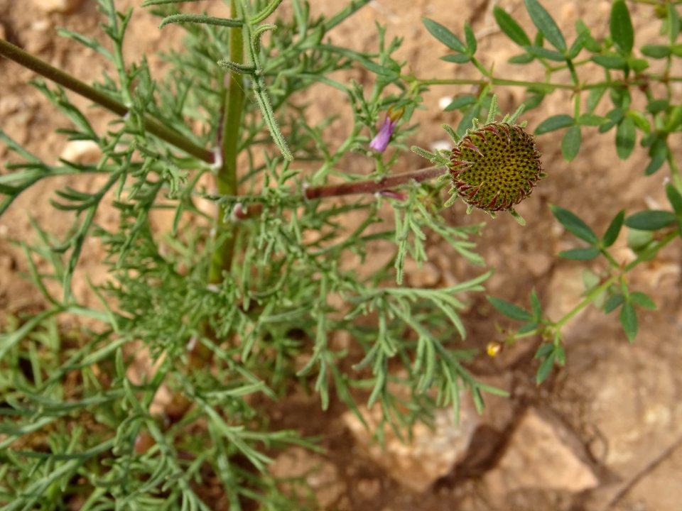 Anacyclus monanthos subsp. cyrtolepidioides, Astéracées 