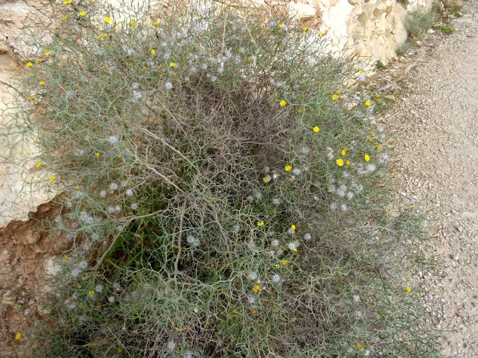 Launée arborescente, Launaea arborescens, Astéracées 