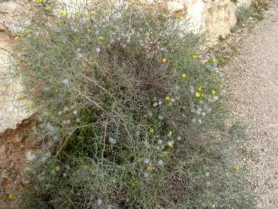 Launée arborescente, Launaea arborescens, Astéracées 