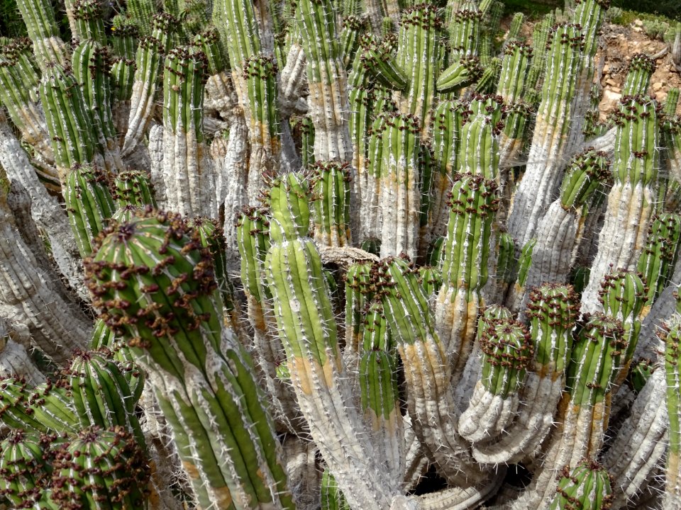 Euphorbe echine, Euphorbia officinarum subsp. echinus, Eup… 
