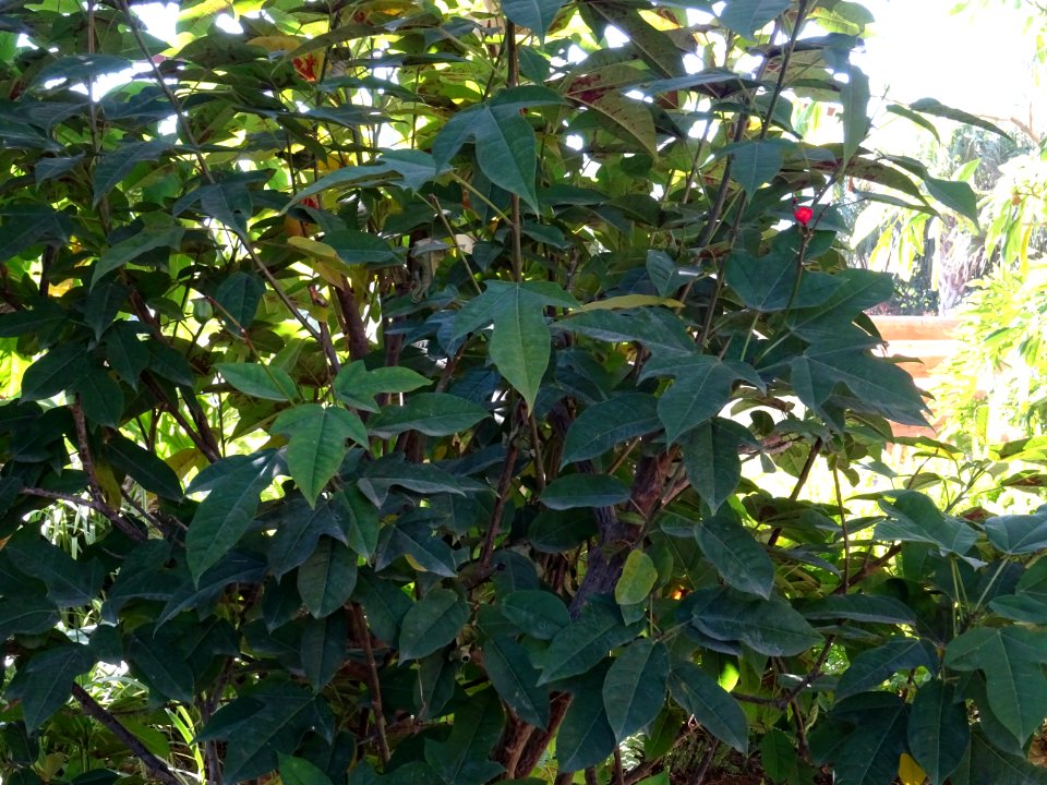 Guitare ou Médicinier, Jatropha integerrima, Euphorbiacées… 