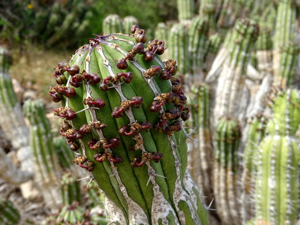Euphorbe echine, Euphorbia officinarum subsp. echinus, Eup… 