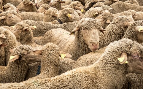 Pasturage pastor tranhumancia