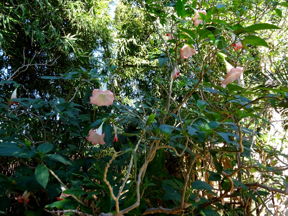 Brumangsia écarlatte ou Trompette des anges écarlate, Brug… 