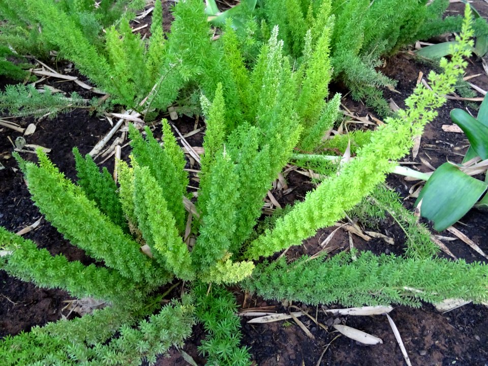 Cultivar Asperge queue-de-renard, Asparagus densiflorus M… | Flickr