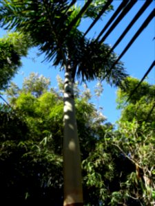 Palmier royal ou Palmier royal de Cuba, Roystonea regia, A… photo