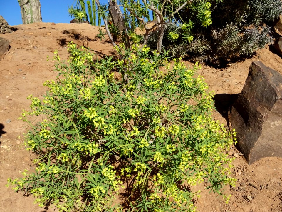 Euphorbe sp , Euphorbiacées 