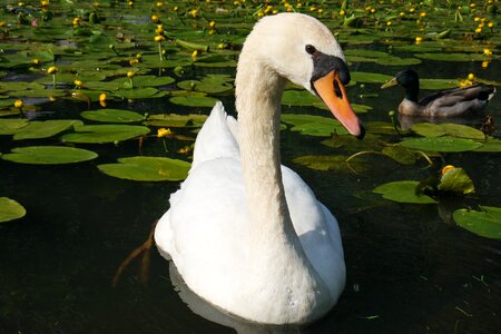 Bird white lake photo