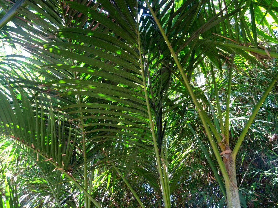 Palmiste multipliant, Dypsis lutescens, Arecacées. Origina… 