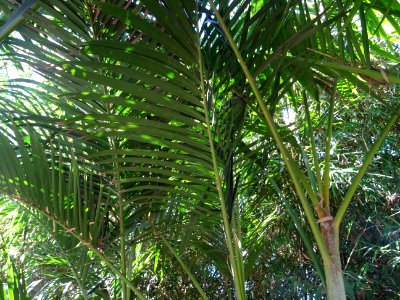Palmiste multipliant, Dypsis lutescens, Arecacées. Origina… 