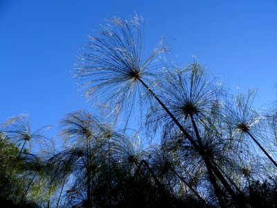 Papyrus du Nil, Cyperus papyrus, Cyperacées 