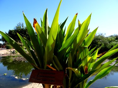 Lys araignée, Crinum asiaticum, Amaryllidacées (ex/Liliacé… 
