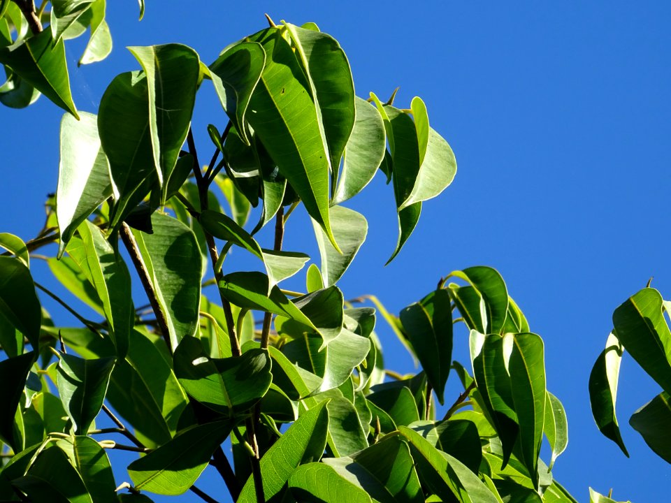 Ficus sabre, Ficus binnendijkii, Moracées. Originaire d'In… 