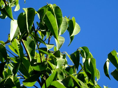 Ficus sabre, Ficus binnendijkii, Moracées. Originaire d'In… 